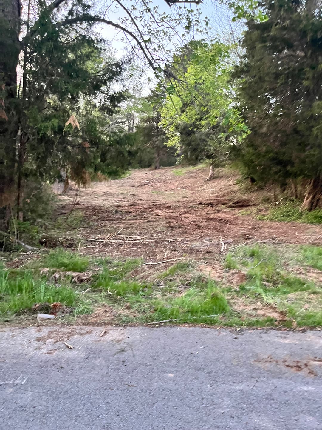 forestry Mulching overgrown lot 