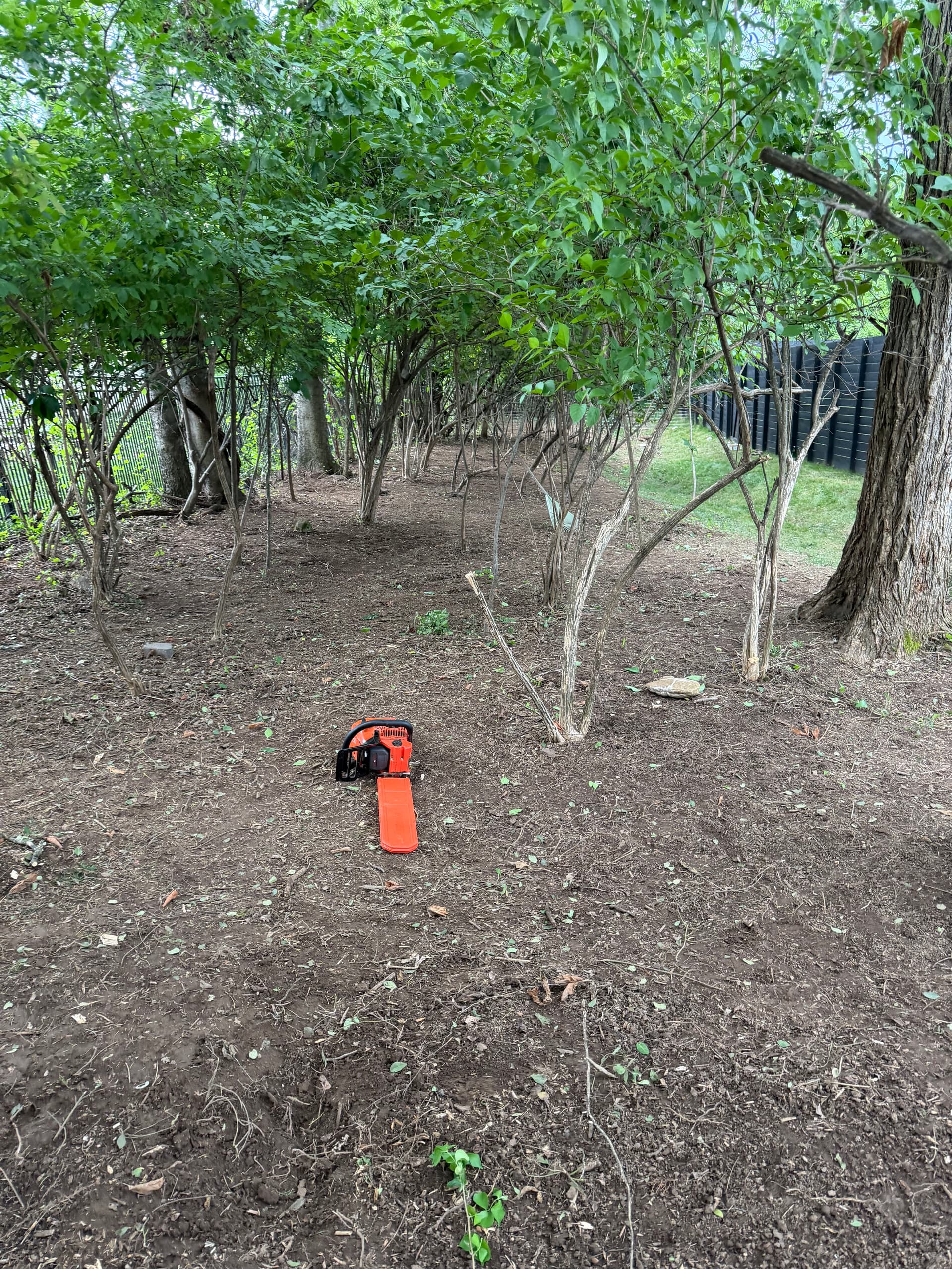 Gallery photos for Racing the Rain to Clear Overgrowth and Clean Up Landscapes: Image #1